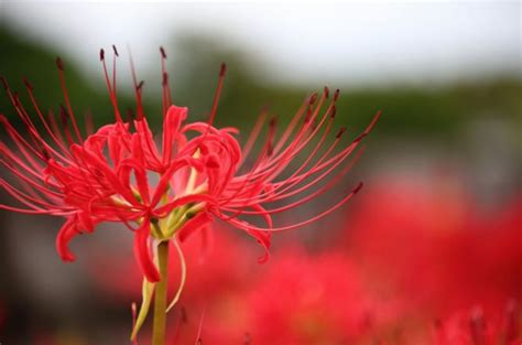 彼岸花開花|彼岸花の見頃の時期はいつ？開花する期間や人気の名。